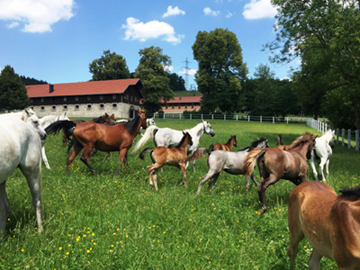 Landesgest�t Marbach